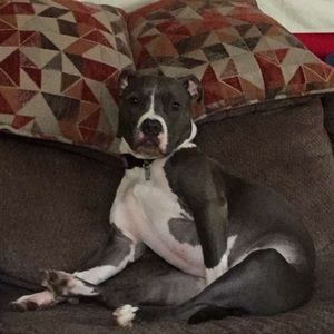 Meet your Posher, Grayson